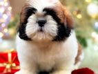 Shih Tzu Puppies