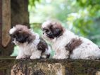 Shih Tzu Puppies