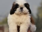 Shih Tzu Puppies