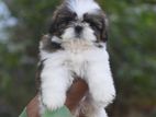 Shih Tzu Puppies