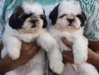 Shih Tzu Puppies
