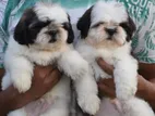 Shih Tzu Puppies