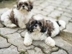 Shih Tzu Puppies
