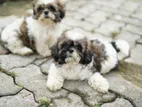 Shih Tzu Puppies