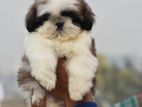 Shih Tzu Puppies