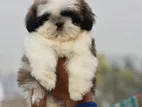 Shih Tzu Puppies