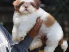 Shih Tzu Puppies