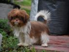 Shih Tzu Puppies