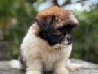 Shih Tzu Puppies