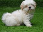Shih Tzu Puppies