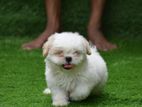Shih Tzu Puppies