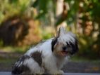Shih Tzu Puppies
