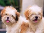 Shih Tzu Puppies