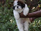 Shih Tzu puppies