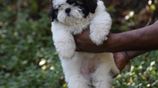 Shih Tzu puppies