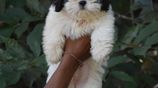 Shih Tzu puppies