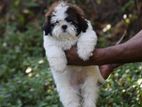 Shih Tzu puppies