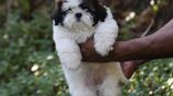 Shih Tzu puppies