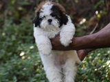 Shih Tzu puppies
