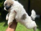 Shih Tzu Puppies