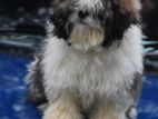 Shih Tzu puppies