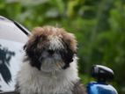 Shih Tzu puppies