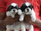 Shih Tzu puppies
