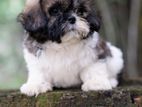 Shih Tzu puppies