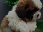 Shih Tzu Puppies
