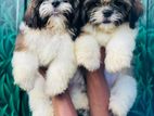 Shih Tzu Puppies