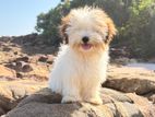 Shih Tzu Puppies