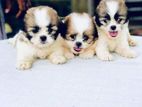 Shih Tzu Puppies