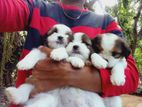 Shih Tzu Puppies