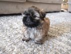 Shih Tzu Puppies