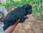 Shih Tzu Puppies