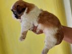 Shih Tzu Puppies