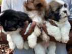 Shih Tzu Puppies