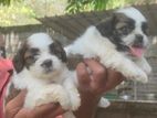 Shih Tzu Puppies