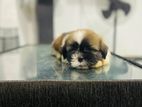 Shih Tzu Puppies