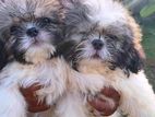 Shih tzu Puppies