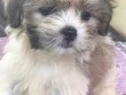 Shih Tzu Puppies