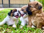 Shihtzu Puppies