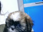 Shih tzu Puppies