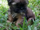 ShihTzu Puppies