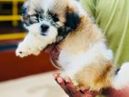 Shih Tzu Puppies