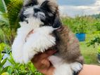 Shih Tzu Puppies