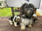 Shih Tzu Puppies