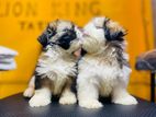 Shih Tzu Puppies