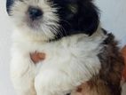 Shih Tzu Puppies