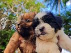 Shih Tzu Puppies